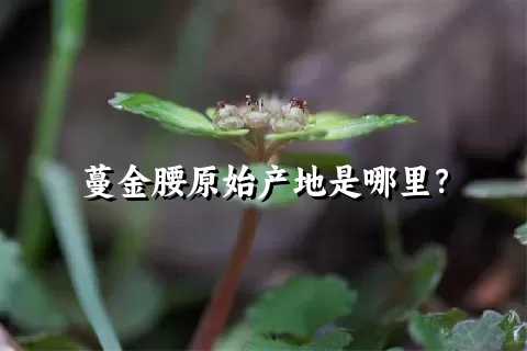 蔓金腰原始产地是哪里？