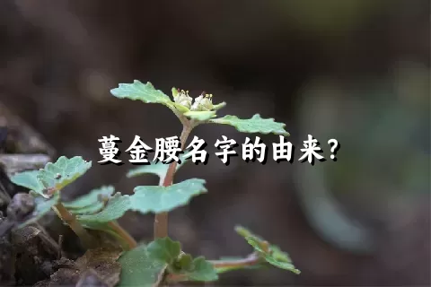 蔓金腰名字的由来？