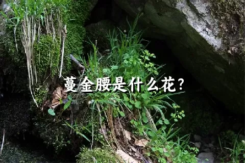 蔓金腰是什么花？