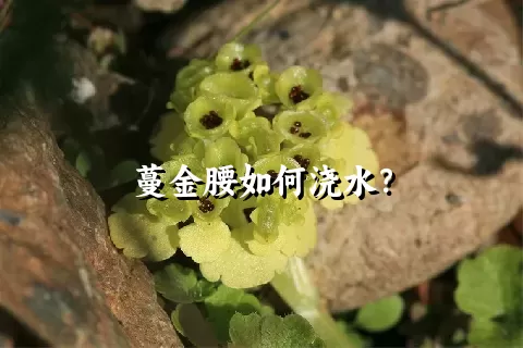 蔓金腰如何浇水？