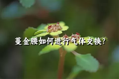 蔓金腰如何进行气体交换？