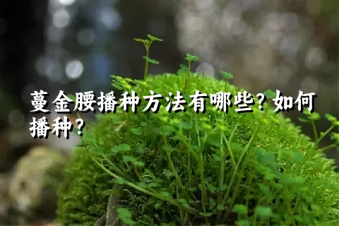 蔓金腰播种方法有哪些？如何播种？