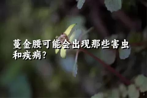 蔓金腰可能会出现那些害虫和疾病？