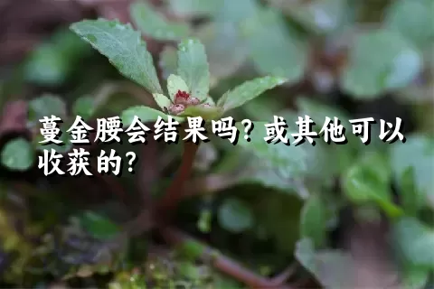 蔓金腰会结果吗？或其他可以收获的？