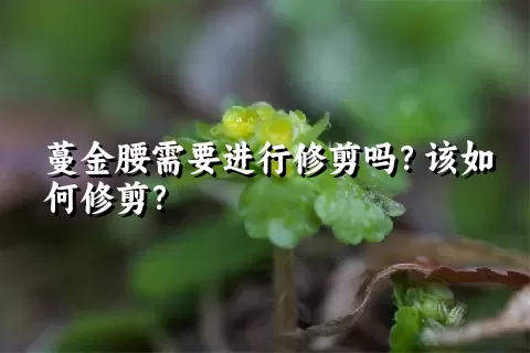 蔓金腰需要进行修剪吗？该如何修剪？