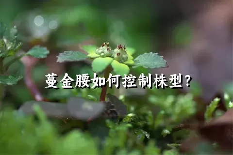 蔓金腰如何控制株型？