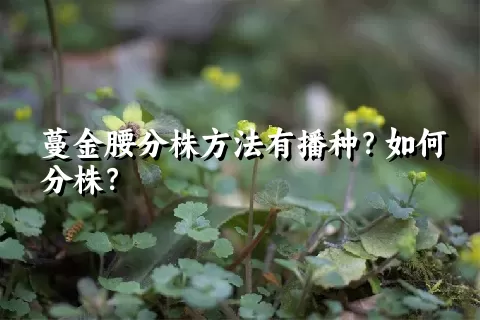 蔓金腰分株方法有播种？如何分株？