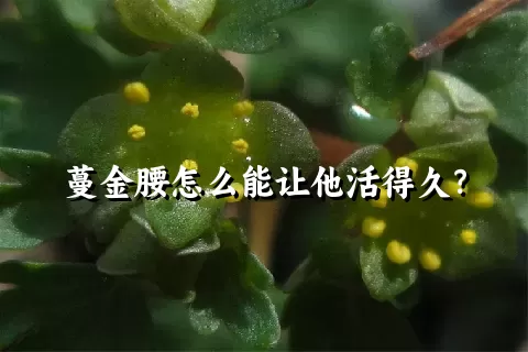 蔓金腰怎么能让他活得久？