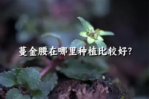 蔓金腰在哪里种植比较好？