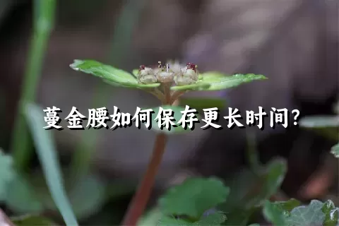 蔓金腰如何保存更长时间？