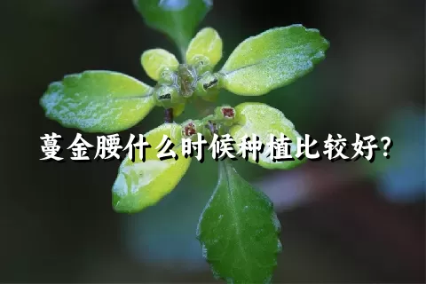 蔓金腰什么时候种植比较好？