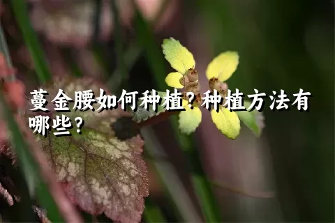 蔓金腰如何种植？种植方法有哪些？