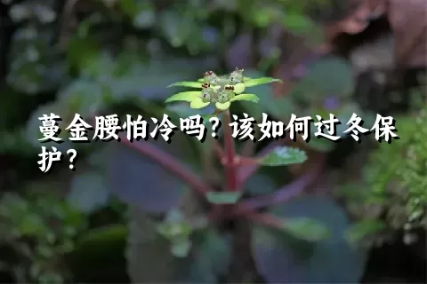 蔓金腰怕冷吗？该如何过冬保护？