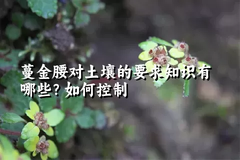 蔓金腰对土壤的要求知识有哪些？如何控制