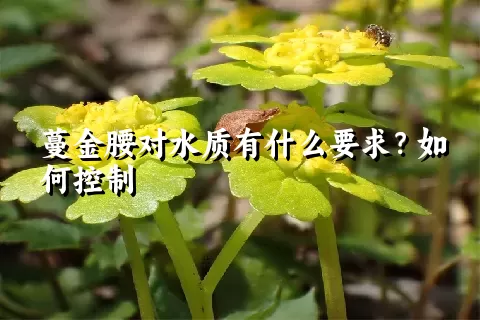 蔓金腰对水质有什么要求？如何控制