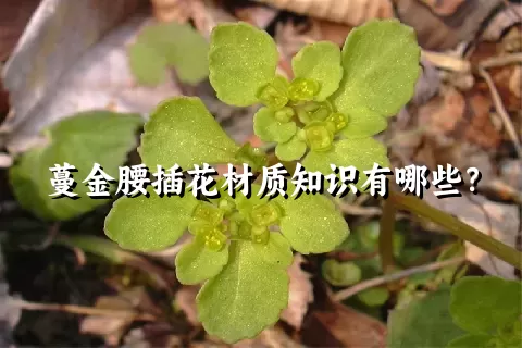 蔓金腰插花材质知识有哪些？