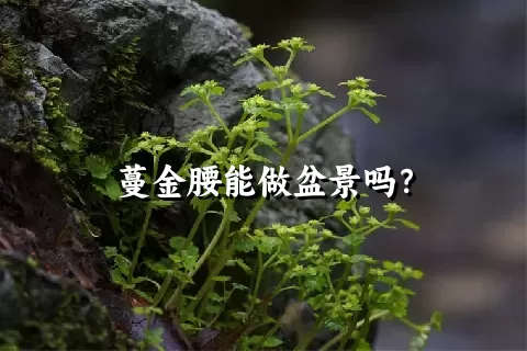 蔓金腰能做盆景吗？