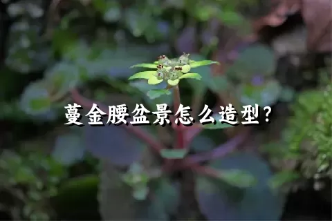 蔓金腰盆景怎么造型？