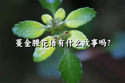 蔓金腰花语有什么故事吗？