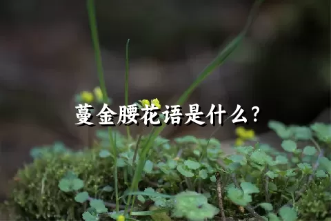 蔓金腰花语是什么？