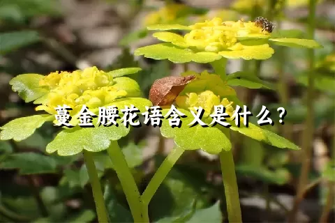 蔓金腰花语含义是什么？