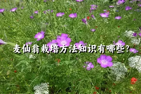 麦仙翁栽培方法知识有哪些？