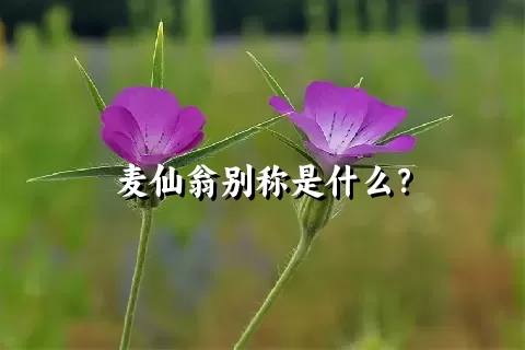 麦仙翁别称是什么？