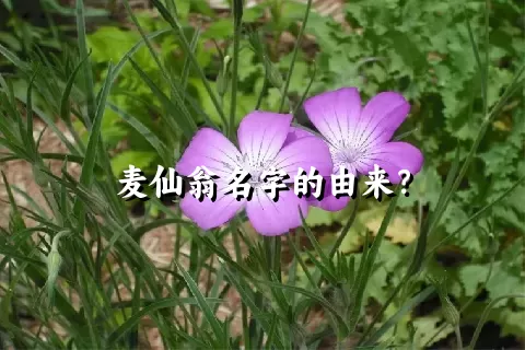 麦仙翁名字的由来？