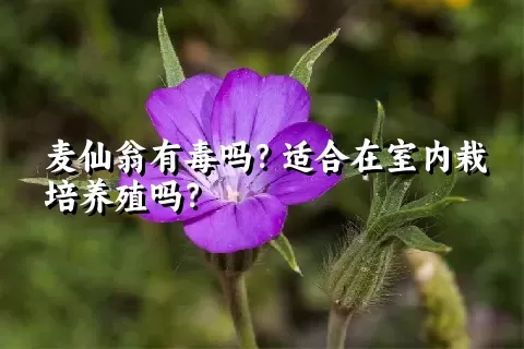 麦仙翁有毒吗？适合在室内栽培养殖吗？