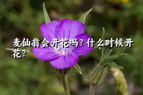 麦仙翁会开花吗？什么时候开花？