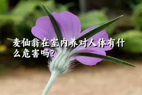 麦仙翁在室内养对人体有什么危害吗？