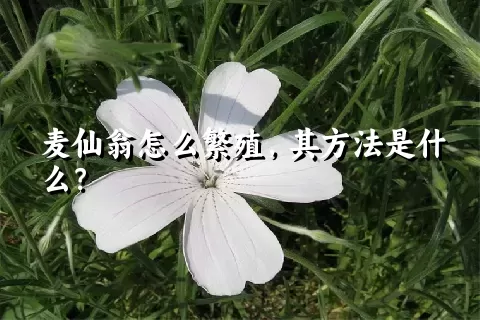 麦仙翁怎么繁殖，其方法是什么？