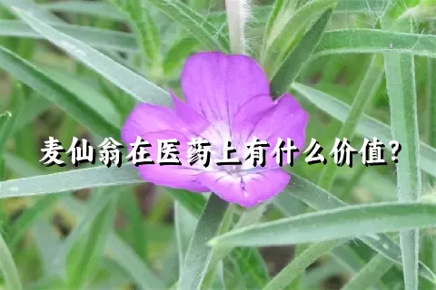 麦仙翁在医药上有什么价值？