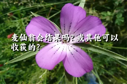 麦仙翁会结果吗？或其他可以收获的？