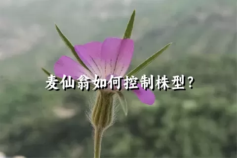 麦仙翁如何控制株型？