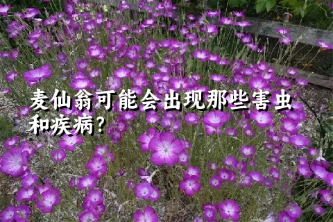 麦仙翁可能会出现那些害虫和疾病？