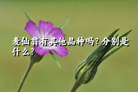 麦仙翁有其他品种吗？分别是什么？