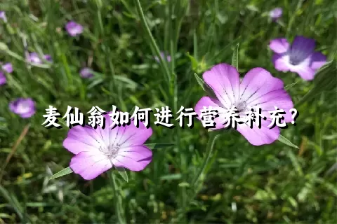 麦仙翁如何进行营养补充？