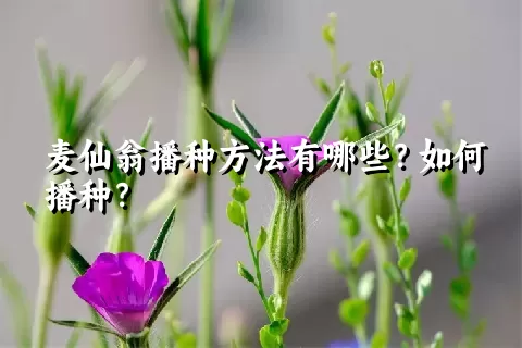 麦仙翁播种方法有哪些？如何播种？