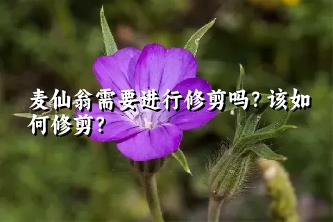 麦仙翁需要进行修剪吗？该如何修剪？