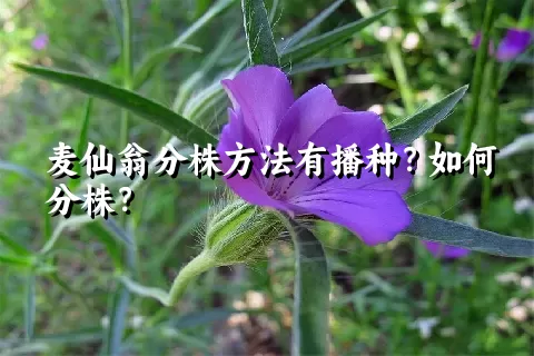 麦仙翁分株方法有播种？如何分株？