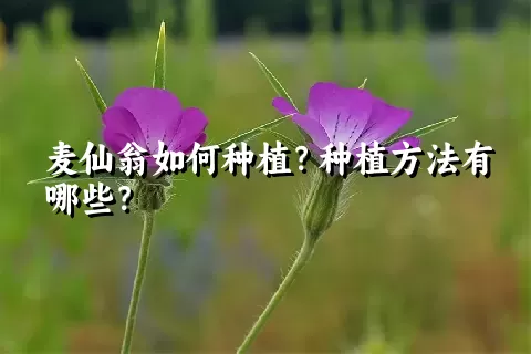 麦仙翁如何种植？种植方法有哪些？