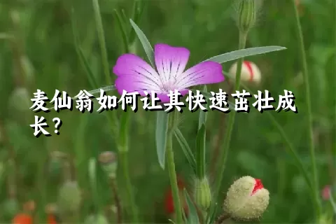 麦仙翁如何让其快速茁壮成长？