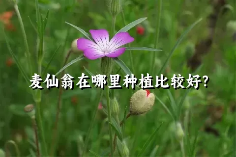 麦仙翁在哪里种植比较好？