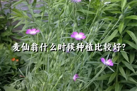 麦仙翁什么时候种植比较好？