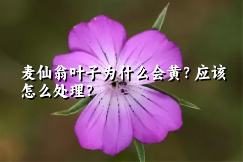 麦仙翁叶子为什么会黄？应该怎么处理？