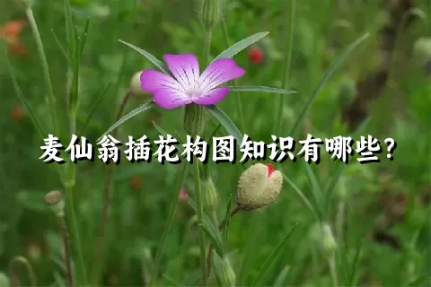 麦仙翁插花构图知识有哪些？