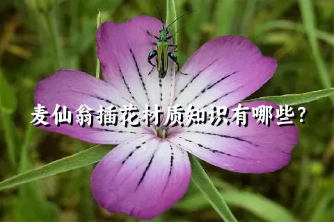 麦仙翁插花材质知识有哪些？