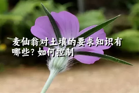 麦仙翁对土壤的要求知识有哪些？如何控制