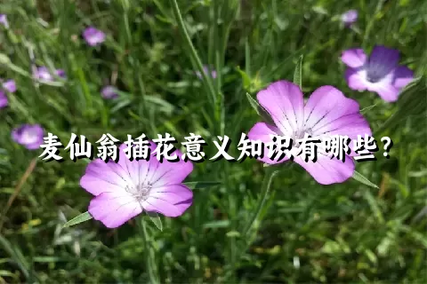 麦仙翁插花意义知识有哪些？